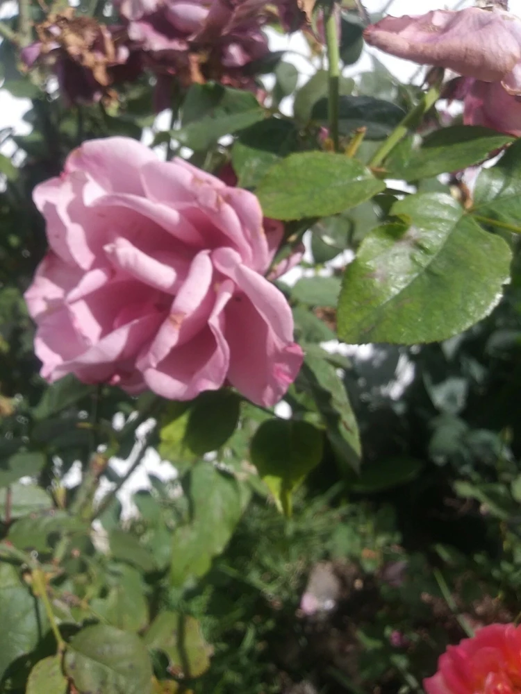 Angel Face Rose Unrooted Cuttings - 5 Purple Rose Cuttings, 8 Inch - Image 2
