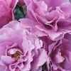 Angel Face Rose Unrooted Cuttings - 5 Purple Rose Cuttings, 8 Inch - Image 1