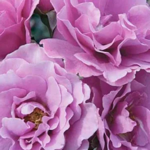 Angel Face Rose Unrooted Cuttings - 5 Purple Rose Cuttings, 8 Inch - Image 1