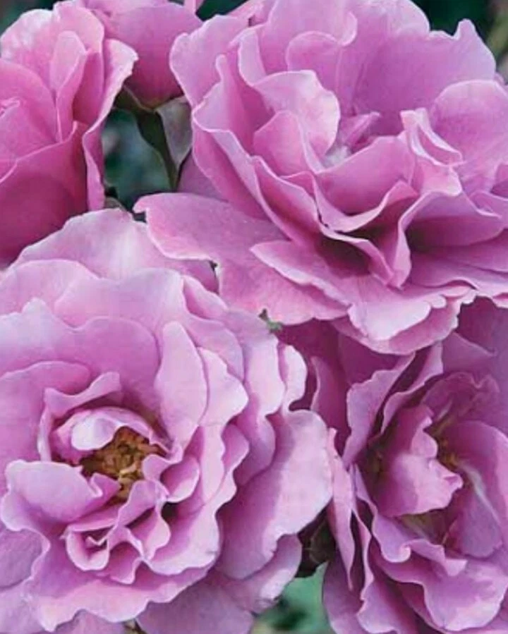Angel Face Rose Unrooted Cuttings - 5 Purple Rose Cuttings, 8 Inch - Image 1