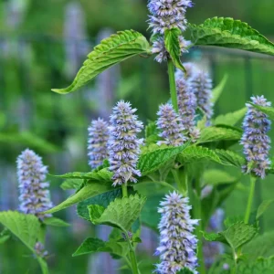 Anise Hyssop Live Starter Plant - Agastache foeniculum - 2.5