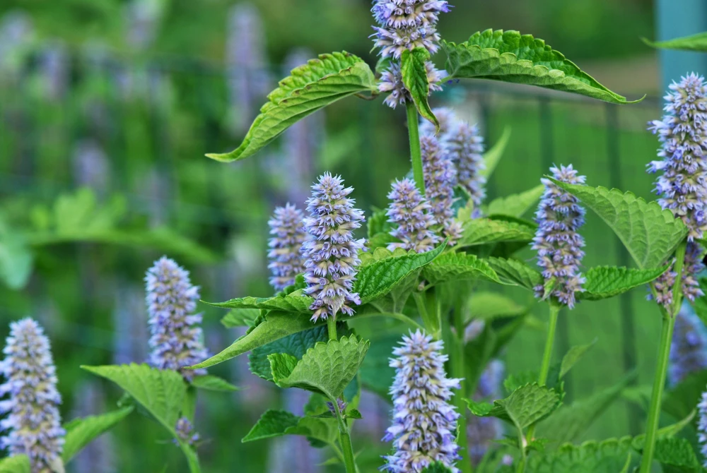 Anise Hyssop Live Starter Plant - Agastache foeniculum - 2.5"x3.5" Pot - Image 1