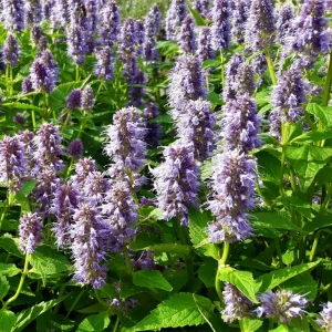 Anise Hyssop Live Starter Plant - Agastache foeniculum - 2.5
