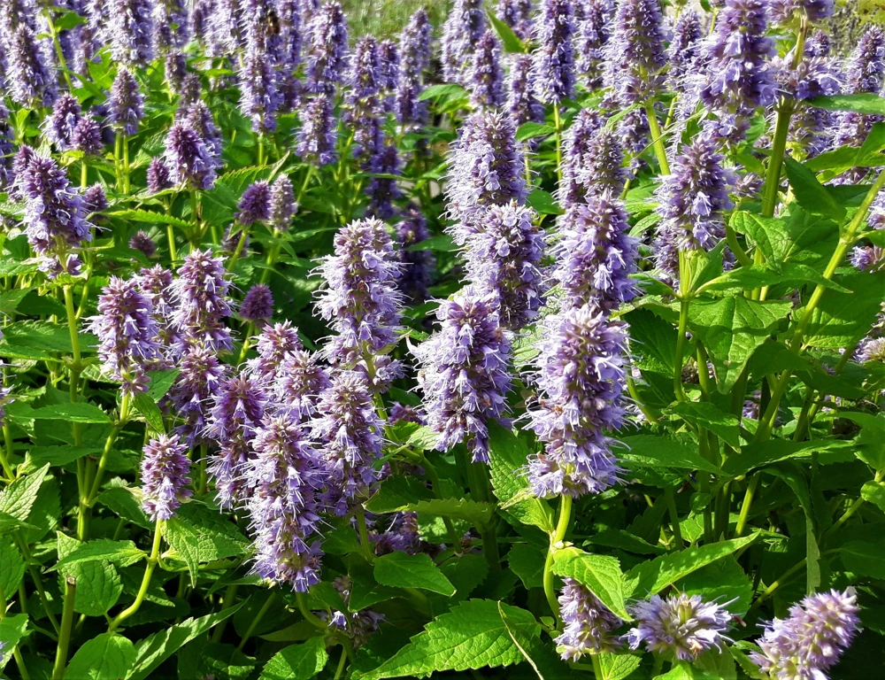 Anise Hyssop Live Starter Plant - Agastache foeniculum - 2.5"x3.5" Pot - Image 2
