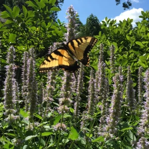 Anise Hyssop Live Starter Plant - Agastache foeniculum - 2.5