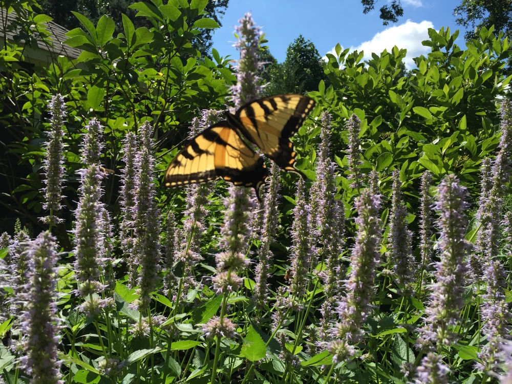 Anise Hyssop Live Starter Plant - Agastache foeniculum - 2.5"x3.5" Pot - Image 3