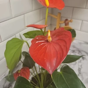Anthurium Red Live Plant - Flamingo Lily Houseplant for Indoor Decor - Image 11