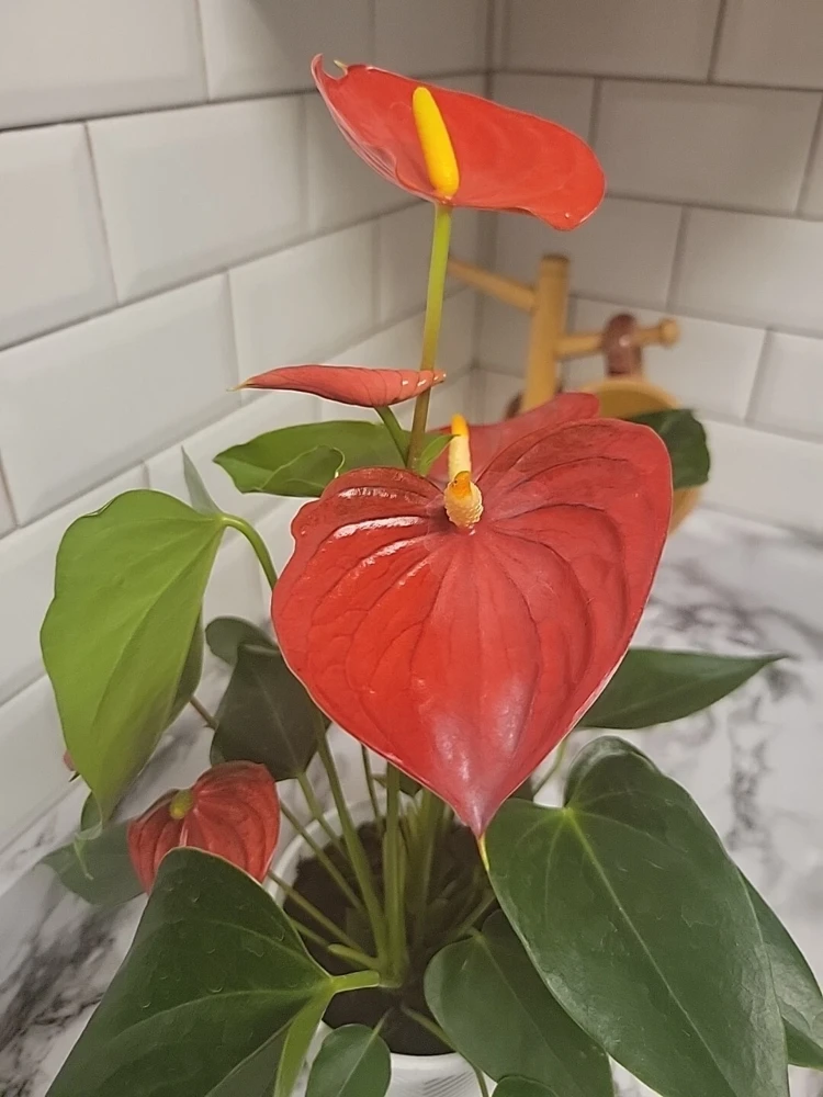 Anthurium Red Live Plant - Flamingo Lily Houseplant for Indoor Decor - Image 11