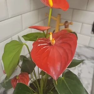 Anthurium Red Live Plant - Flamingo Lily Houseplant for Indoor Decor - Image 12