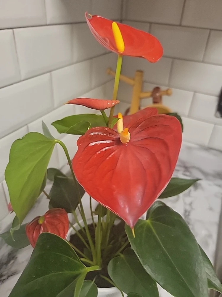 Anthurium Red Live Plant - Flamingo Lily Houseplant for Indoor Decor - Image 12