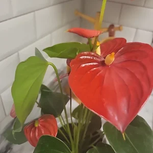 Anthurium Red Live Plant - Flamingo Lily Houseplant for Indoor Decor - Image 13