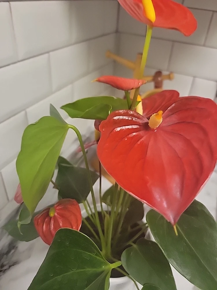 Anthurium Red Live Plant - Flamingo Lily Houseplant for Indoor Decor - Image 13