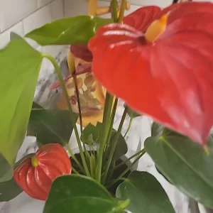 Anthurium Red Live Plant - Flamingo Lily Houseplant for Indoor Decor - Image 14