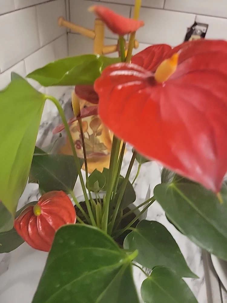Anthurium Red Live Plant - Flamingo Lily Houseplant for Indoor Decor - Image 14