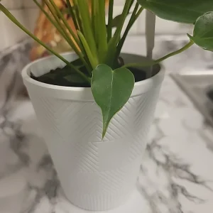 Anthurium Red Live Plant - Flamingo Lily Houseplant for Indoor Decor - Image 15
