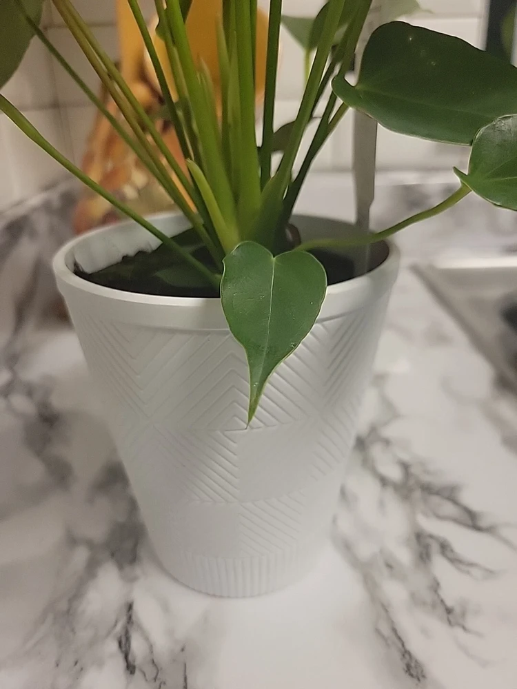 Anthurium Red Live Plant - Flamingo Lily Houseplant for Indoor Decor - Image 15