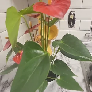 Anthurium Red Live Plant - Flamingo Lily Houseplant for Indoor Decor - Image 16