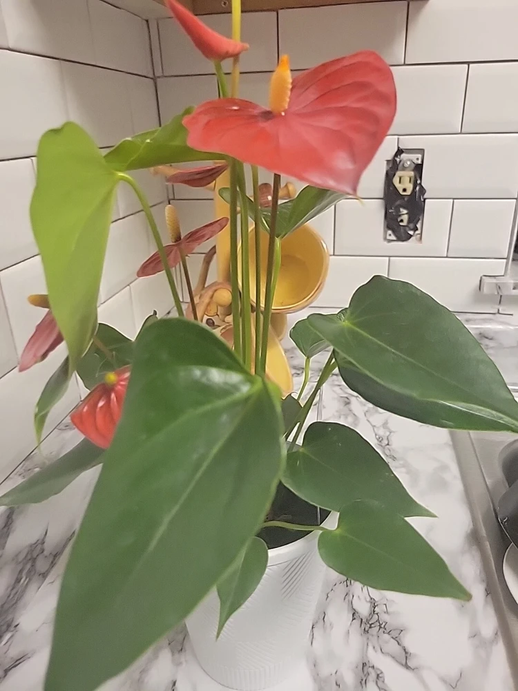 Anthurium Red Live Plant - Flamingo Lily Houseplant for Indoor Decor - Image 16