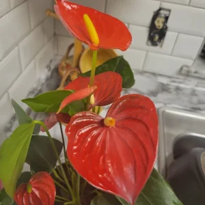Anthurium Red Live Plant - Flamingo Lily Houseplant for Indoor Decor - Image 1