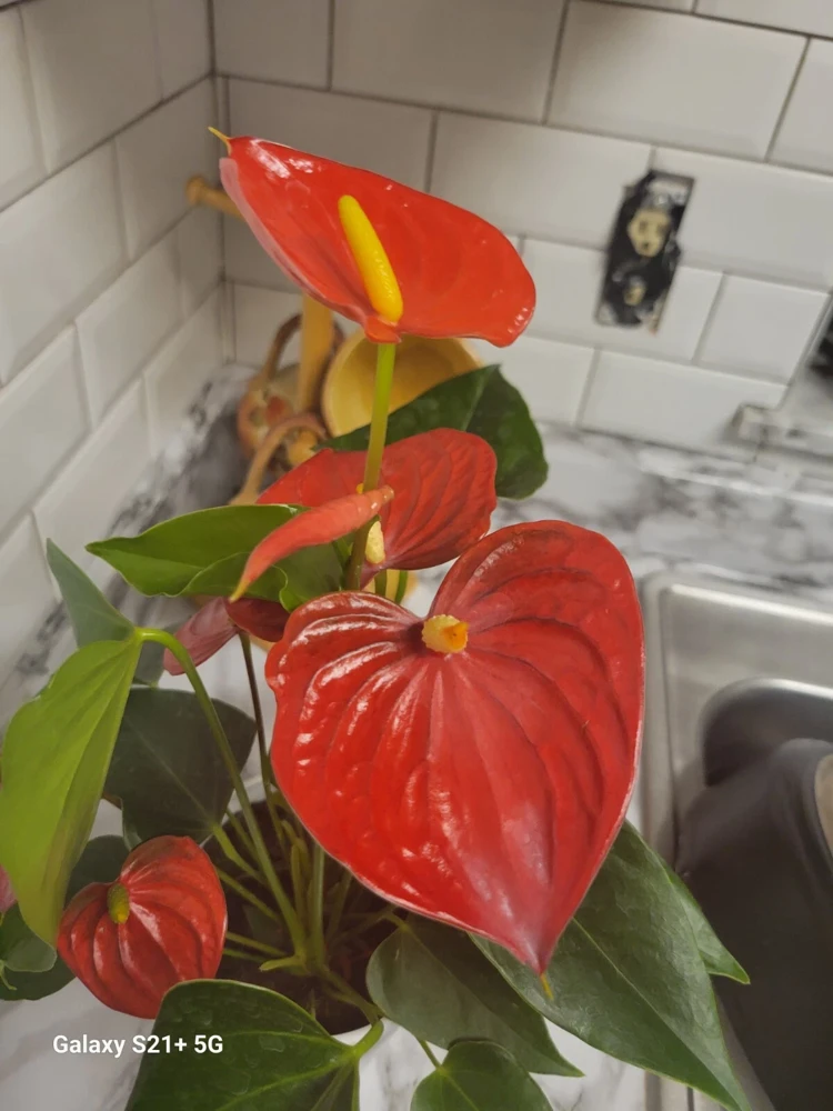 Anthurium Red Live Plant - Flamingo Lily Houseplant for Indoor Decor - Image 1