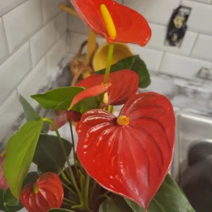 Anthurium Red Live Plant - Flamingo Lily Houseplant for Indoor Decor - Image 2