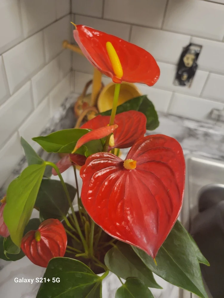 Anthurium Red Live Plant - Flamingo Lily Houseplant for Indoor Decor - Image 2