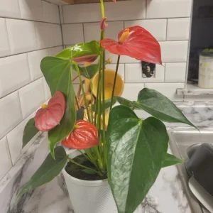 Anthurium Red Live Plant - Flamingo Lily Houseplant for Indoor Decor - Image 3