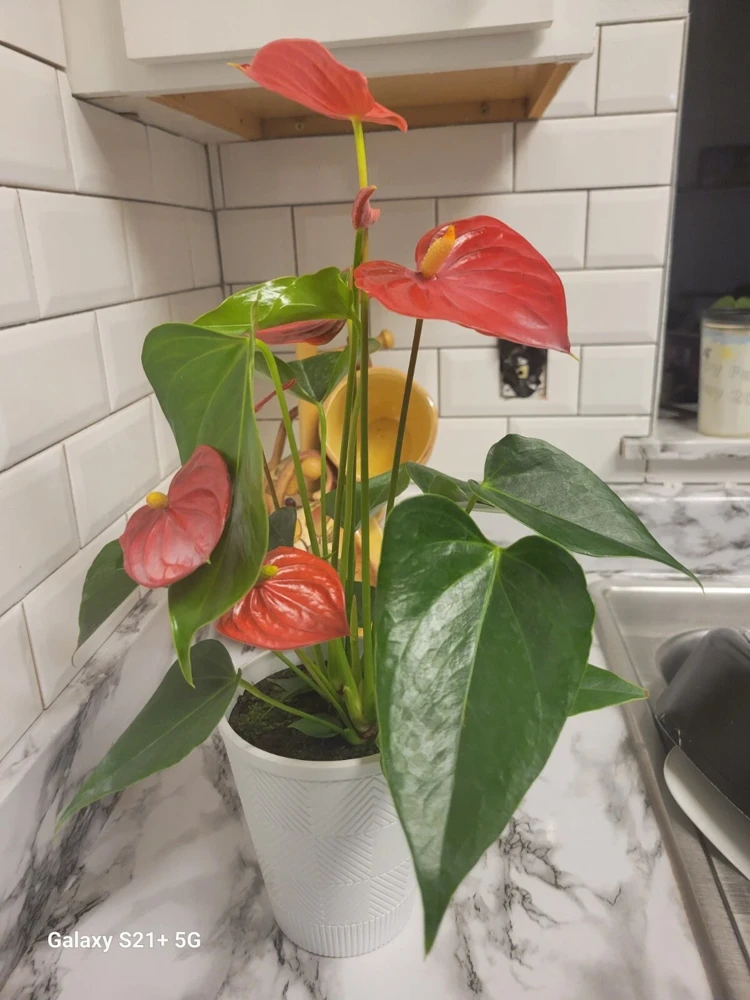 Anthurium Red Live Plant - Flamingo Lily Houseplant for Indoor Decor - Image 3