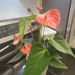 Anthurium Red Live Plant - Flamingo Lily Houseplant for Indoor Decor - Image 4
