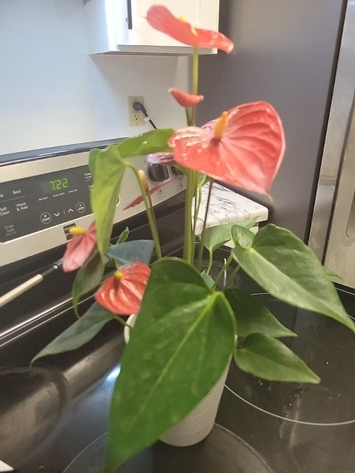 Anthurium Red Live Plant - Flamingo Lily Houseplant for Indoor Decor - Image 4