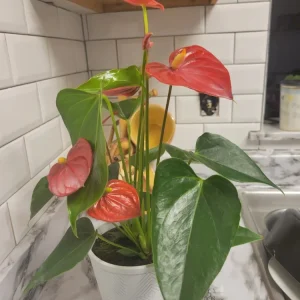 Anthurium Red Live Plant - Flamingo Lily Houseplant for Indoor Decor - Image 5