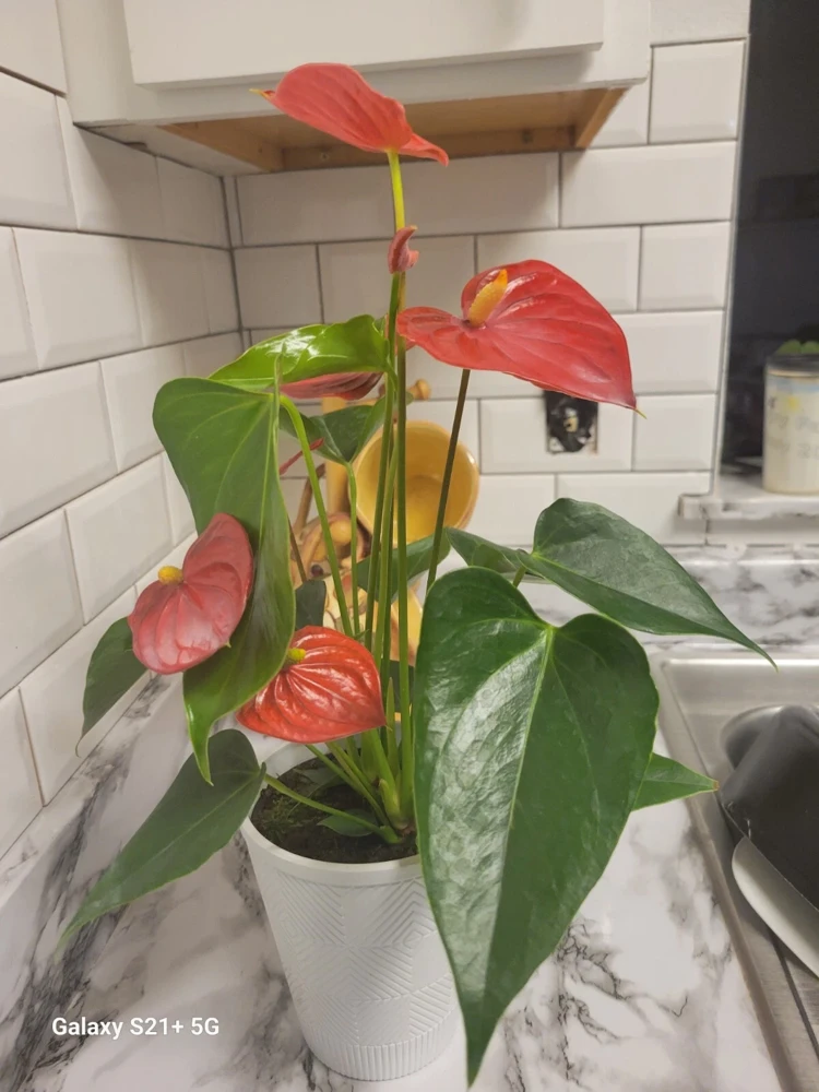 Anthurium Red Live Plant - Flamingo Lily Houseplant for Indoor Decor - Image 5