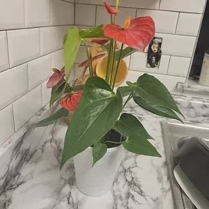 Anthurium Red Live Plant - Flamingo Lily Houseplant for Indoor Decor - Image 6