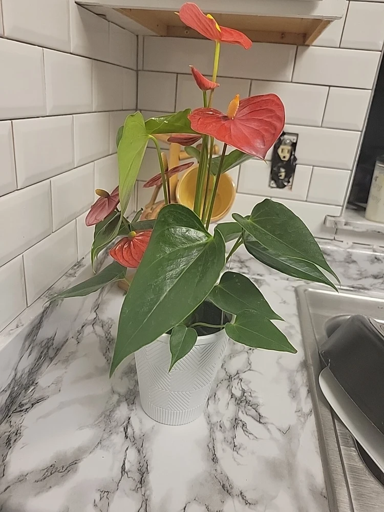 Anthurium Red Live Plant - Flamingo Lily Houseplant for Indoor Decor - Image 6