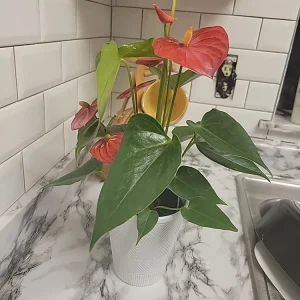 Anthurium Red Live Plant - Flamingo Lily Houseplant for Indoor Decor - Image 7