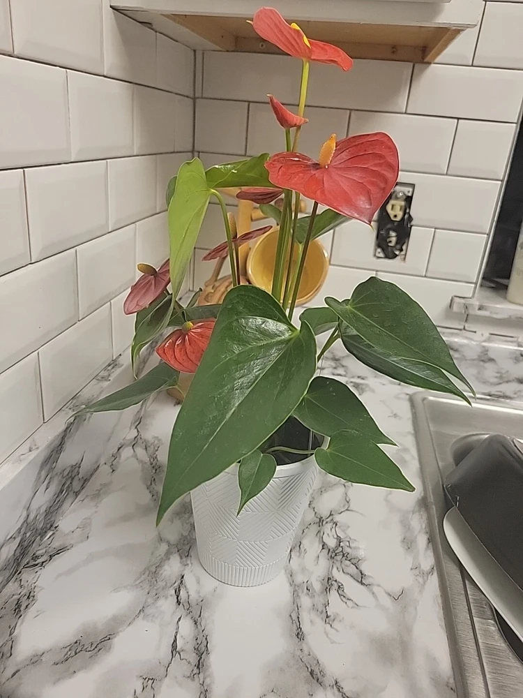 Anthurium Red Live Plant - Flamingo Lily Houseplant for Indoor Decor - Image 7