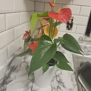 Anthurium Red Live Plant - Flamingo Lily Houseplant for Indoor Decor - Image 8
