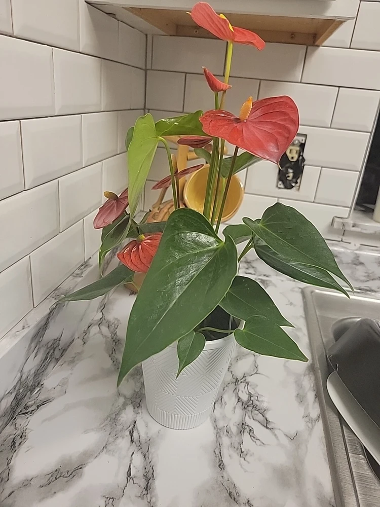 Anthurium Red Live Plant - Flamingo Lily Houseplant for Indoor Decor - Image 8