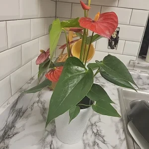 Anthurium Red Live Plant - Flamingo Lily Houseplant for Indoor Decor - Image 9