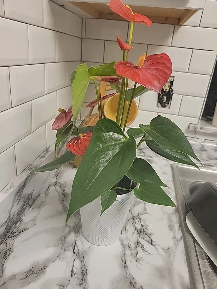 Anthurium Red Live Plant - Flamingo Lily Houseplant for Indoor Decor - Image 9