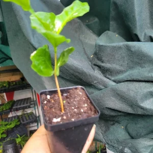 Arabica Coffee Plant - Live Evergreen Houseplant - 3