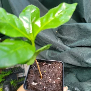 Arabica Coffee Plant - Live Evergreen Houseplant - 3