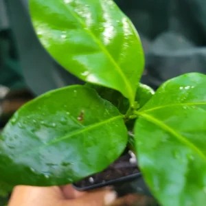 Arabica Coffee Plant - Live Evergreen Houseplant - 3