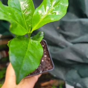 Arabica Coffee Plant - Live Evergreen Houseplant - 3