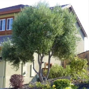 Arbequina Olive Tree Live Starter Plant 8-10" Tall - Drought Tolerant - Image 2