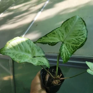 Arrowhead Plant 'White Butterfly' Syngonium podophyllum Live Plant – 1 Count – Indoor Houseplant - Image 2