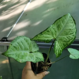 Arrowhead Plant 'White Butterfly' Syngonium podophyllum Live Plant – 1 Count – Indoor Houseplant - Image 4