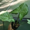 Arrowhead Plant 'White Butterfly' Syngonium podophyllum Live Plant – 1 Count – Indoor Houseplant - Image 1