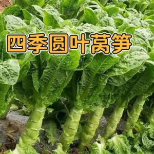 Asparagus Lettuce Seeds - Sweet & Crisp Celtuce, Heat-Tolerant, 200 Seeds - Image 1