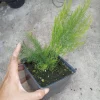 Asparagus Mary Washington Live Plants - 2 Set, 4 Inch Pot, Outdoor Edible - Image 1